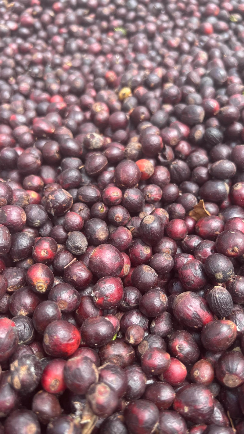 Curveball — light roast Excelsa coffee