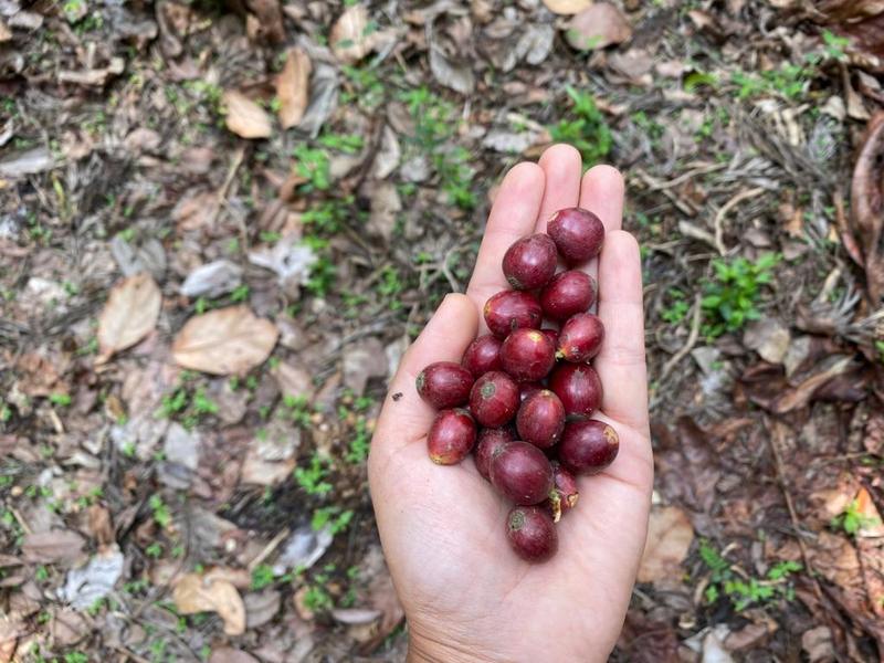 Curveball — light roast Excelsa coffee