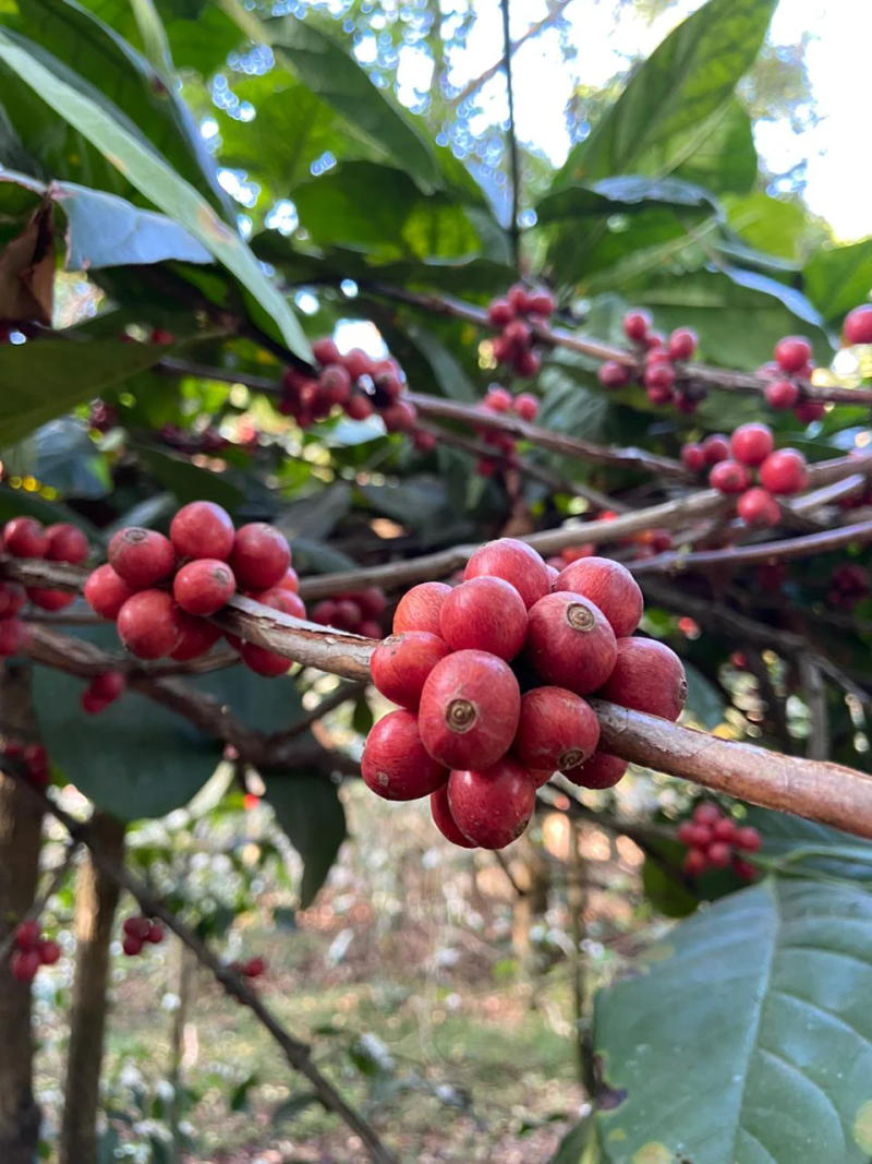 Curveball — light roast Excelsa coffee