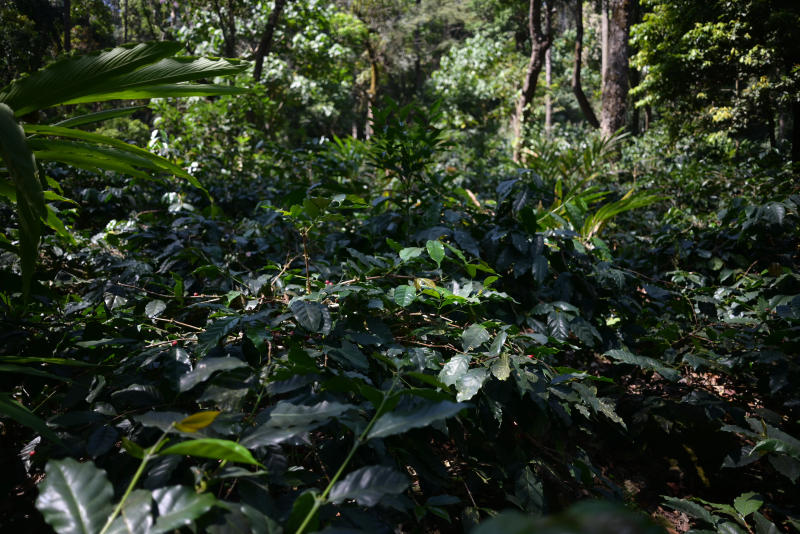 Kurinji — Arabica coffee from Pushpagiri Range Of Coorg