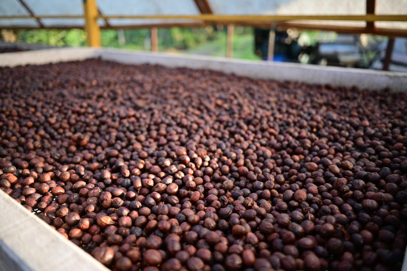 Mind = Blown — light roast roast Arabica coffee