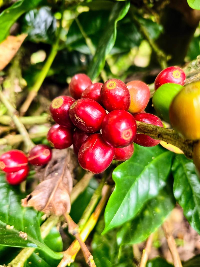 Nātakurinji — light roast Arabica coffee from Kodaikanal