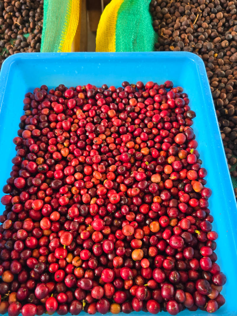 Nātakurinji — light roast Arabica coffee from Kodaikanal