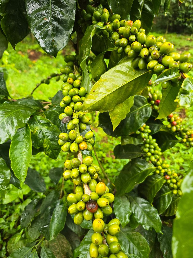 Nātakurinji — light roast Arabica coffee from Kodaikanal