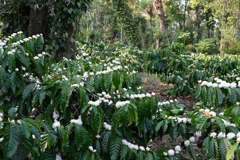 Pūrnashadjam — medium roast Robusta coffee from Coorg