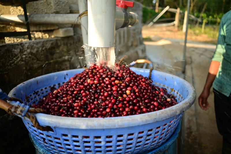 Pūrnashadjam — medium roast Robusta coffee from Coorg
