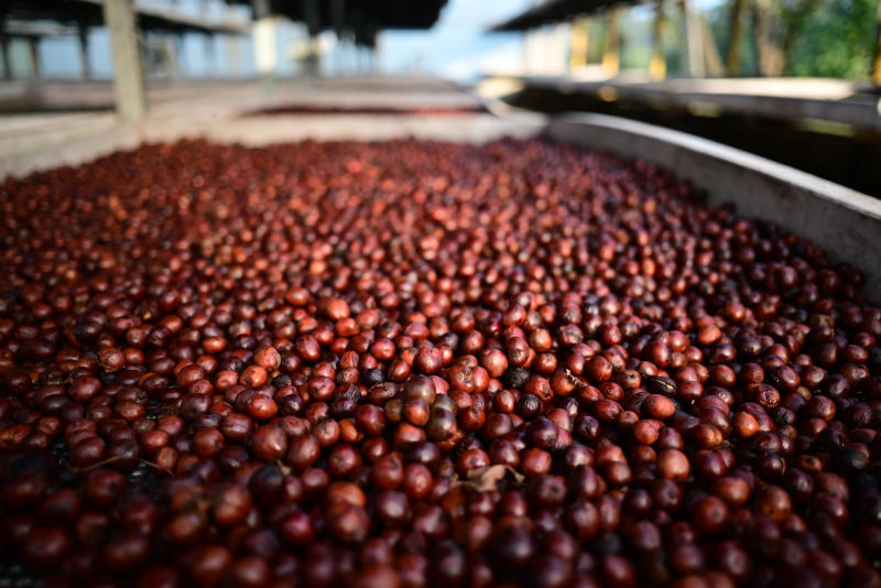 Pūrnashadjam — medium roast Robusta coffee from Coorg