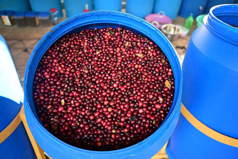 Pūrnashadjam — medium roast Robusta coffee from Coorg