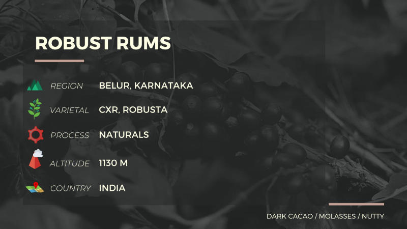 Robust Rums — medium_dark roast Robusta coffee from Western Ghats Near Sakleshpur / Belur