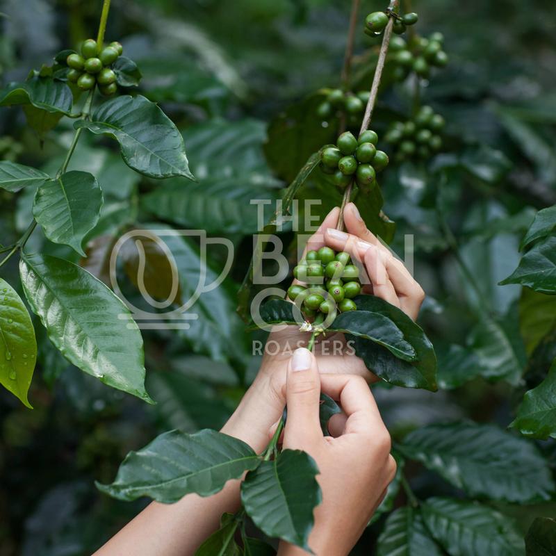 green-arabica-coffee-fruits-in-tender-woman-hands-2023-11-27-05-20-54-utc