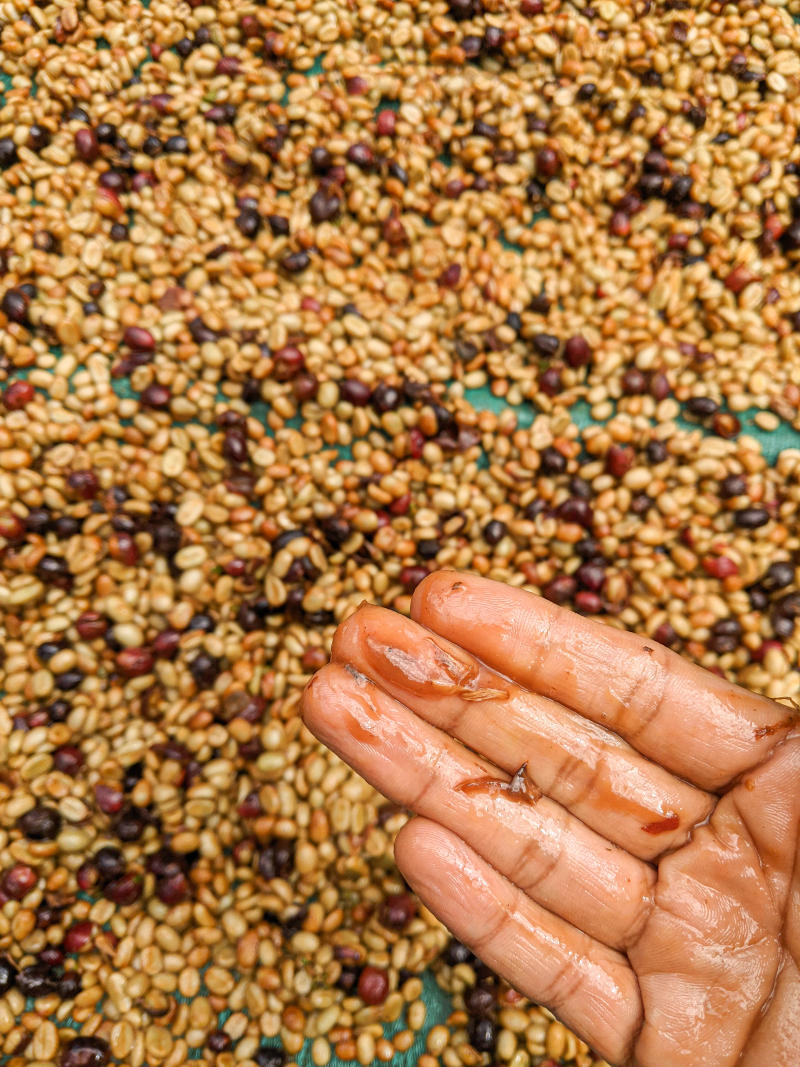Black Honey (Medium - Dark) — Medium - Dark roast Arabica coffee from Bababudangiri Range In Chikkamagaluru, Karnataka