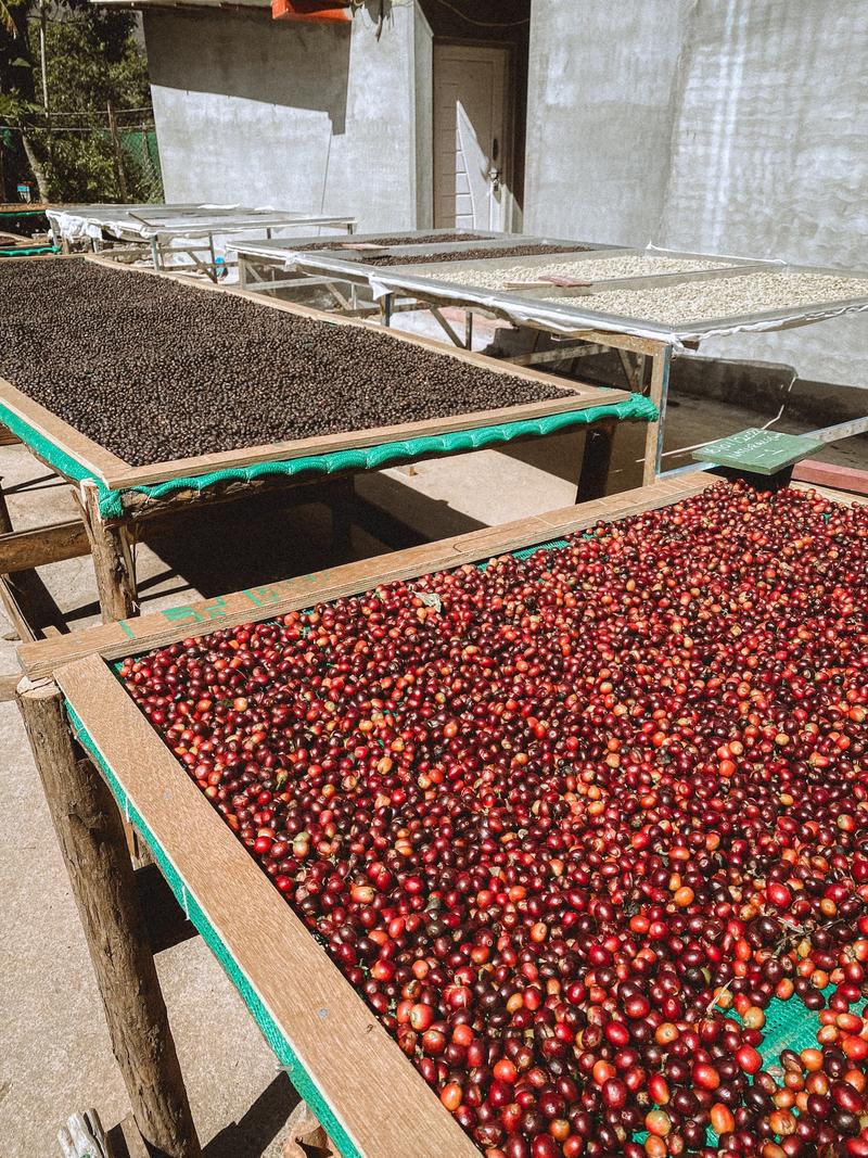 Naturals (Light-Medium) — Light-Medium roast Arabica coffee from Bababudangiri Range In Chikkamagaluru, Karnataka