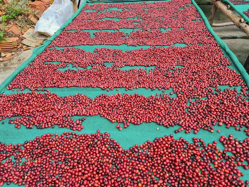 Naturals (Medium-Dark) — medium_dark roast Arabica coffee from Bababudangiri Range In Chikkamagaluru, Karnataka