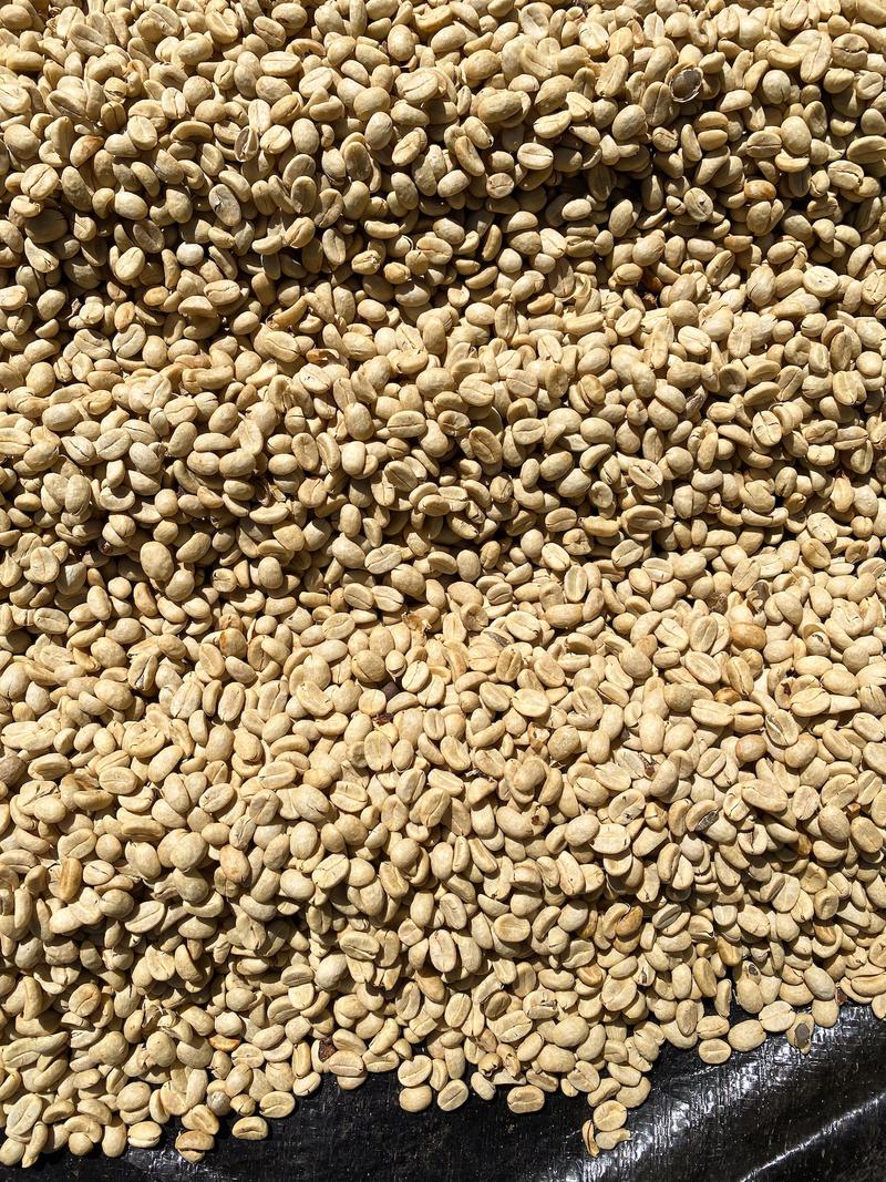 Washed (Light - Medium) — Light - Medium roast Arabica coffee