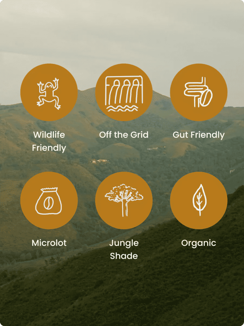 Washed (Light - Medium) — Light - Medium roast Arabica coffee