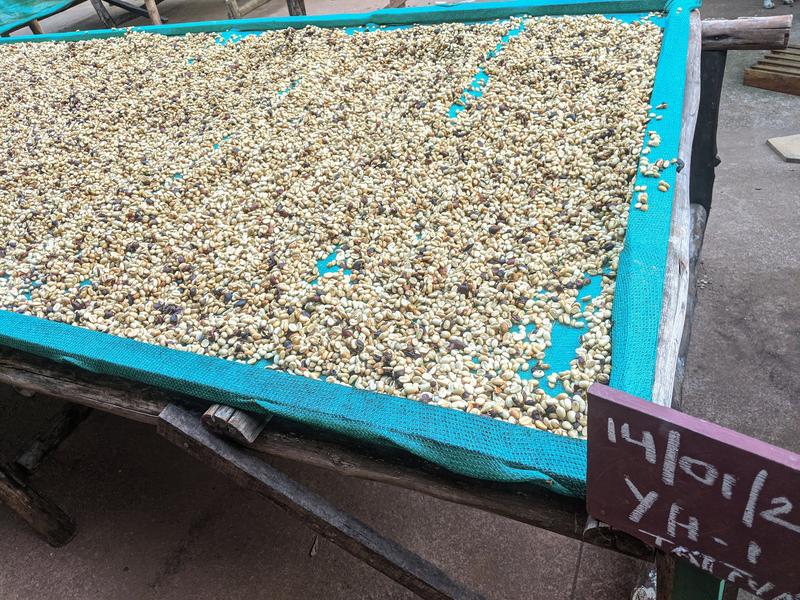 Yellow Honey (Medium - Dark) — Medium - Dark roast Arabica coffee from Bababudangiri Range In Chikkamagaluru, Karnataka