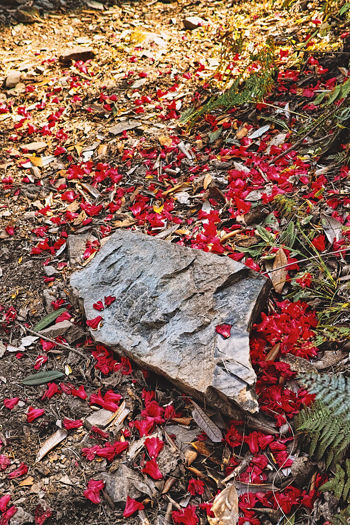 A path carpeted with Buransh