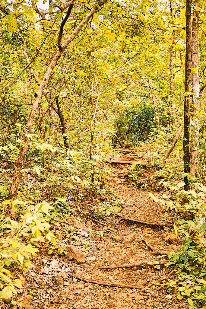 Karnala fort trail is a wide and well-marked trail, perfect for trekking with children