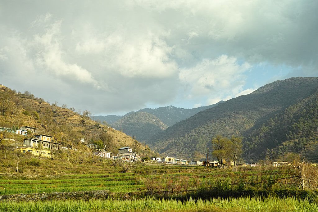 Lush green fields near Pantwari