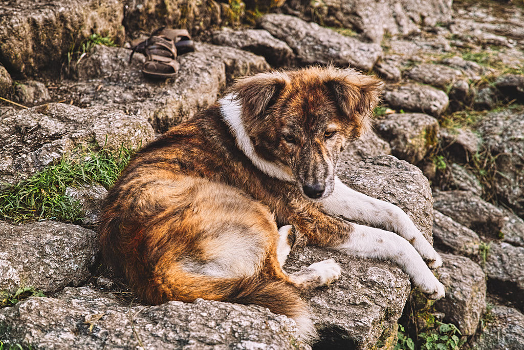 Sheru the guard dog in Bakluddu