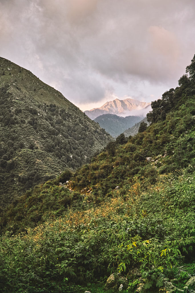 The trail from Utrala to Bakluddu with the Dhauladhars towering up top. At Bakluddu