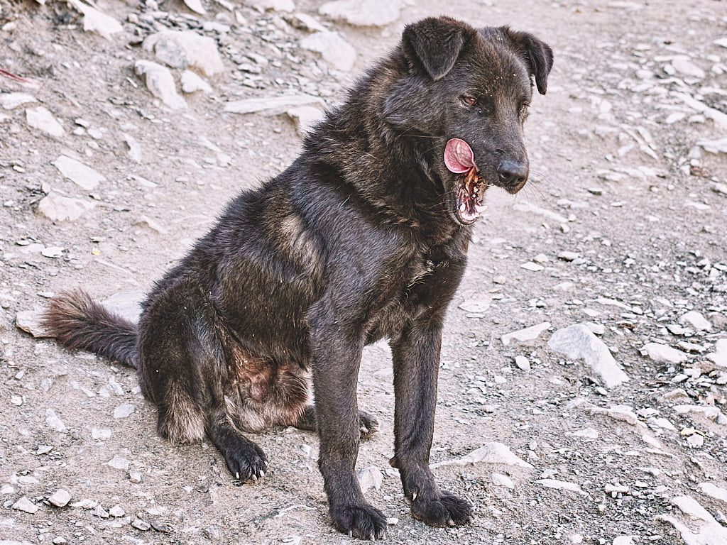 Trail Dog approves of my bread and butter snack