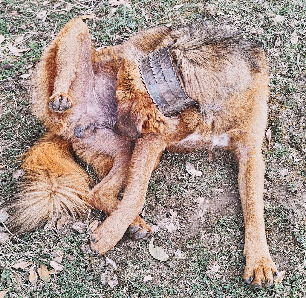 This Gaddi Dog was just happy licking himself. Note the metal spiked collar used to protect against leopards