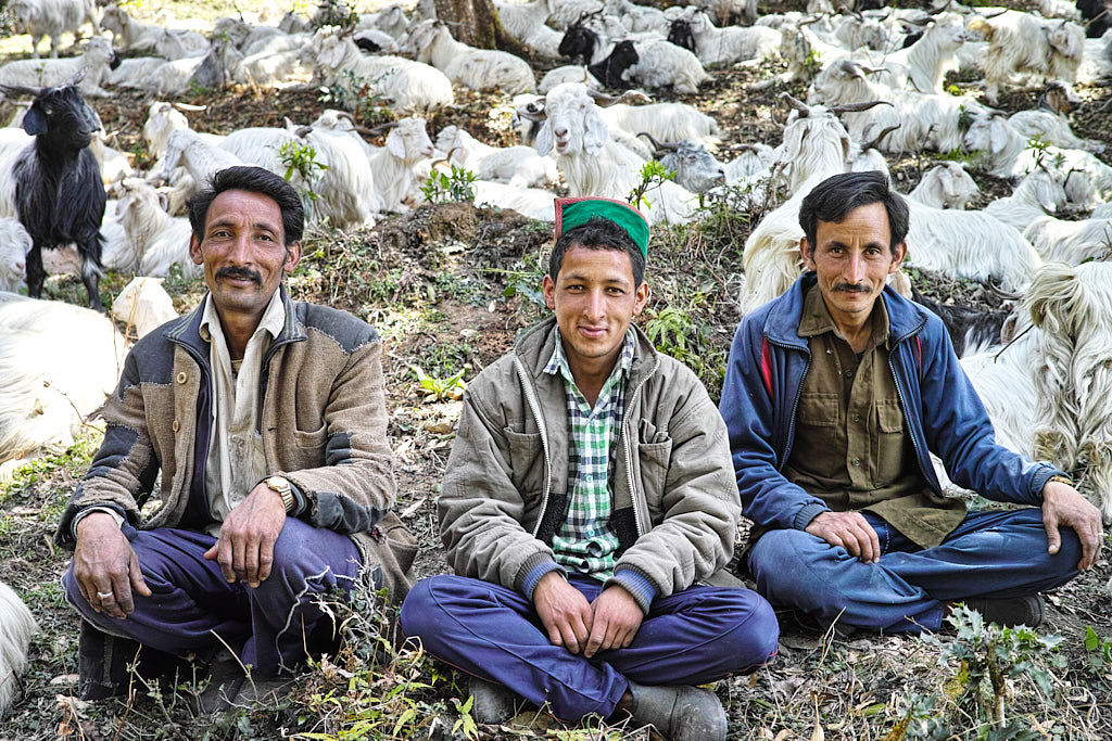 Three brothers from Vijay Rana Dera. With three hundred goats and three Gaddi dogs they were the biggest Dera we met on our way to Nag Tibba from Pantwari.