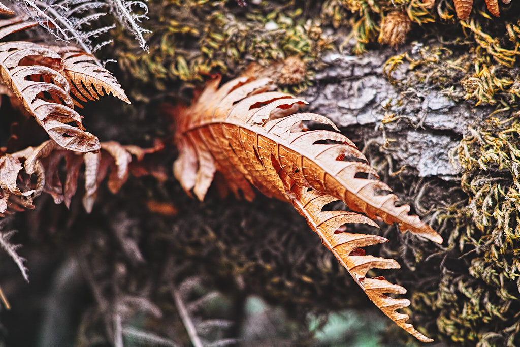 Nag Tibba is blessed with a mixed deciduous and coniferous forest