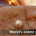 World’s oldest pearl