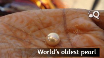 World’s oldest pearl