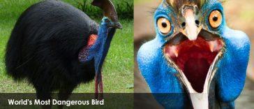 World's Most Dangerous Bird