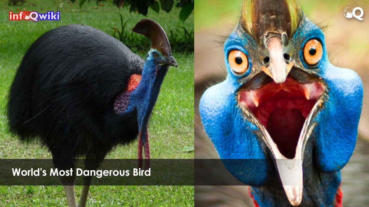 World's Most Dangerous Bird