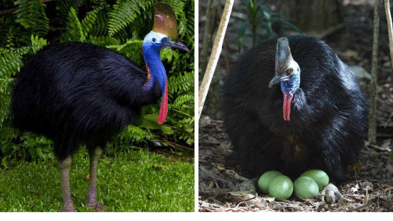 World's Most Dangerous Bird Cassowary Bird