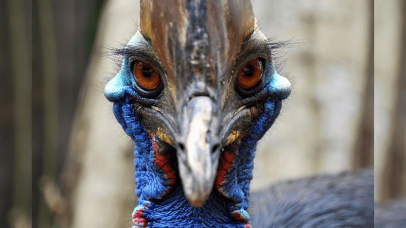 World's Most Dangerous Bird Cassowary Bird