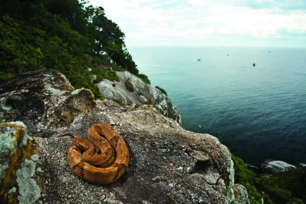 Snake Island (Ilha da Queimada Grande), Brazil