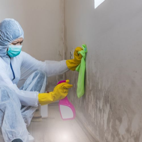 Best Mold Abatement Services in Malta, OH