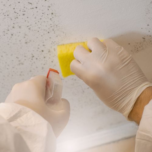 Best Mold Testing for Historic Buildings in Coweta, OK