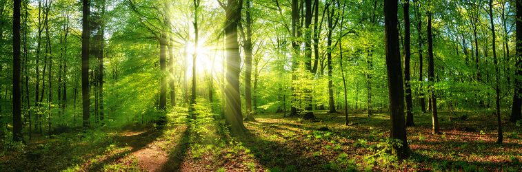 Tanken Sie Energie inmitten der Natur in der ruhigen Umgebung von Lesní Lázně