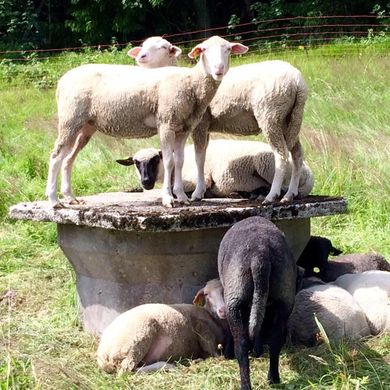 Horský hotel Kladenka