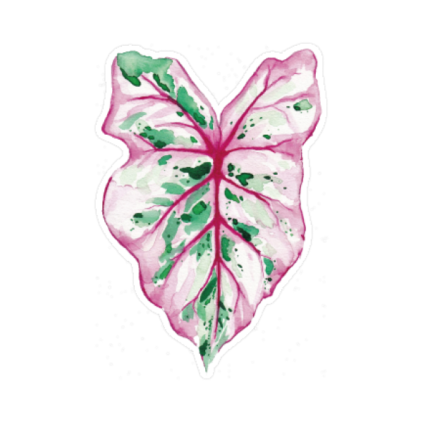 Leaf No. 2