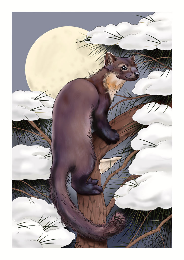 The Pine Marten