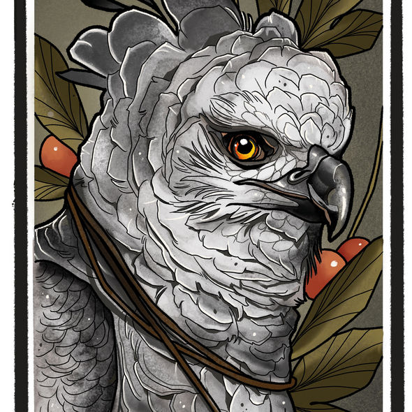 Harpy Eagle