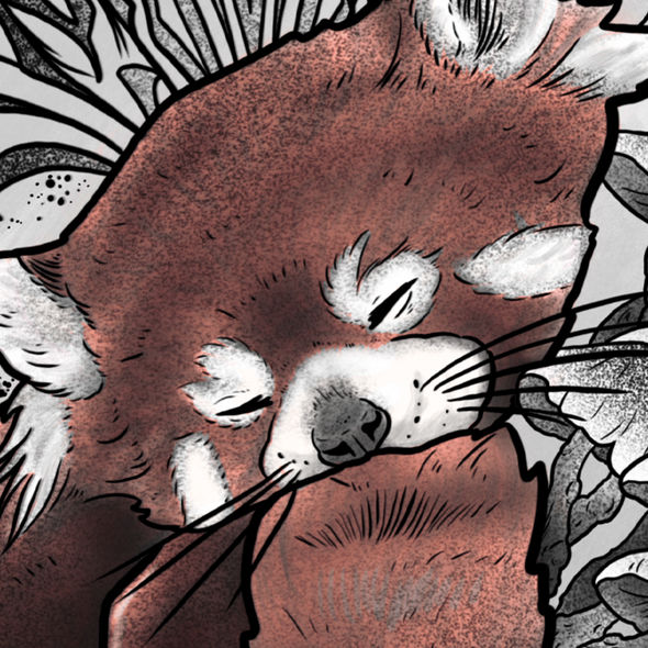 Red Panda