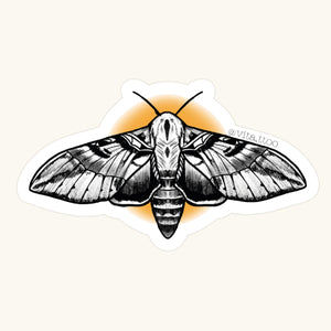 Moth
