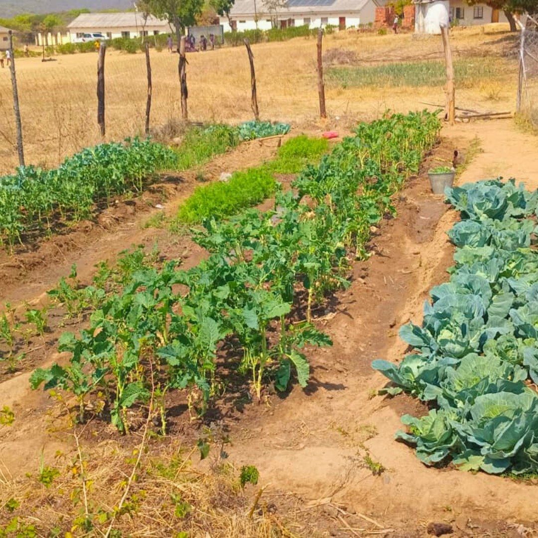 Community members tending to a thriving garden enabled by the borehole program.