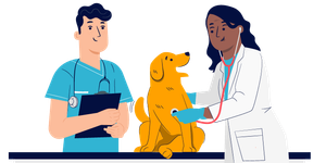 Veternarian performing a check up on a dog