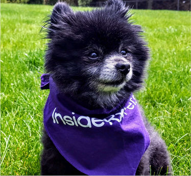 A black pomeranian sitting in the grass