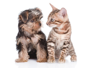 A brown puppy and brown cat on a white background