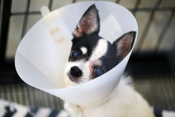 Perro con collar después de una enfermedad